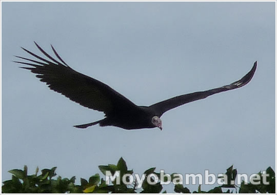 Turkey Vulture (Cathartes aura) conocido en Moyobamba como "Gallinazo de cabeza roja".