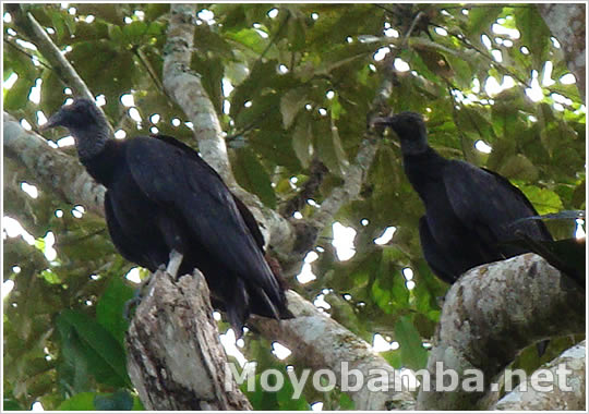 Black Vulture (Coragyps atratus) Gallinazos de Cabeza Negra