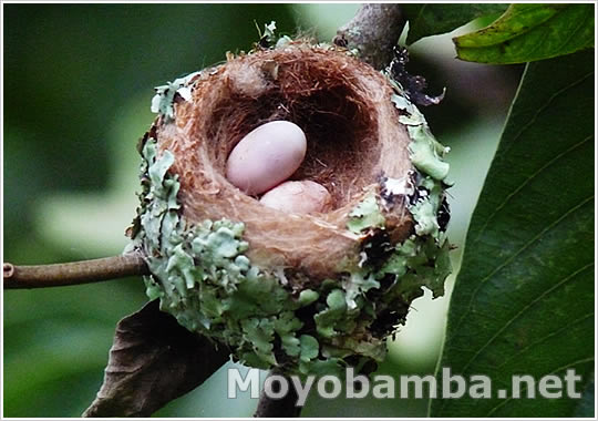Nido con huevos de aves en Moyobamba peru, probablente colibri