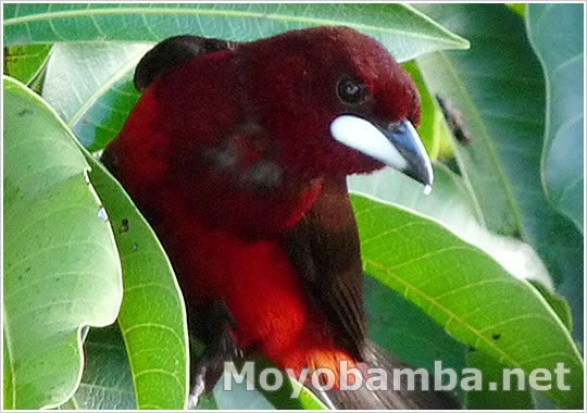 ramphocelus melanogaster red and black bird with white bill