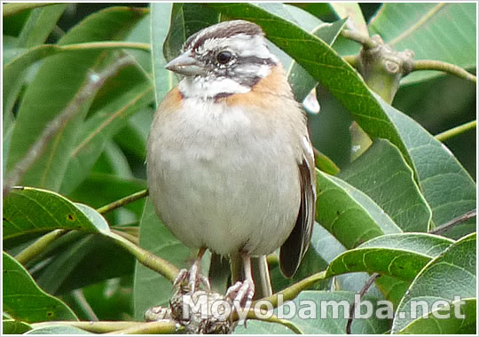 Rufous-collared Sparrow (Zonotrichia capensis), conocido como "Gorrion" en Moyobamba. 