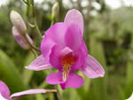 Fotos de orquideas de Moyobamba Peru