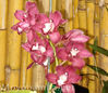 orquidea-moyobamba-1.jpg