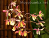 orquideas-2.jpg