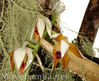 Filename=orquideas-4.jpg
Filesize=81KB
Dimensions=600x490
Date added=Jun 24, 2006 orquideas-4.jpg