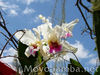 orquideas-peru.jpg