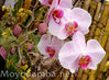 orquideas-peruanas.jpg