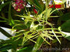 orquidea.jpg