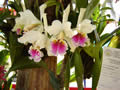 Cattleya Rex Peruvian orchid moyobamba